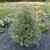 Pittosporum tenuifolium Green Elf