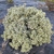 Pittosporum tenuifolium Silver Ball