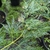 Acer palmatum Dissectum Shinonome (2)