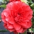 Camellia japonica Manuroa Road (2)