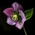 Helleborus orientalis Red Spotted