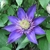 Clematis Multi Blue (1)
