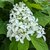 Hydrangea paniculata Great Star (2)