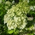 Hydrangea paniculata Hercule (2)