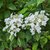 Hydrangea paniculata Shikoku Flash (2)
