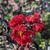 Lagerstroemia indica Black Solitaire Red Hot (5)