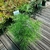 Sciadopitys verticillata