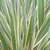 Phormium tenax Variegatum