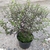 Pittosporum tenuifolium Dark Diva