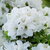 Rhododendron Encore Pure White (2)