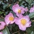 Camellia sasanqua Plantation Pink (1)