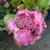 Hydrangea macrophylla Pop Star (1)