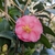 Camellia x Spring Festival (2)