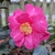 Camellia sasanqua Belinda (7)
