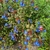 Ceratostigma willmotianum