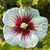 Hibiscus syriacus Red Heart