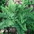 Polystichum setiferum Plumosum Densum (2)