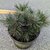 Pinus densiflora Tanyoshso Compacta