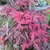 Acer palmatum Deshojo (2)