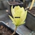 Magnolia Butterfly (1)