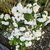 Philadelphus Pearls of Perfume