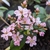 Rhaphiolepis Enchanteress (2)