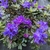 Rhododendron impeditum Azurika (2)