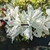 Rhododendron Koromo Shikibu White (1)