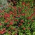 Salvia microphylla Royal Bumble (2)