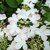 Viburnum plicatum Pinkawai (3)