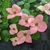 Cornus Blooming Pink Tetra (1)