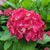 Hydrangea macrophylla Ruby Tuesday (2)