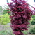 Acer palmatum Red Sentinel