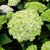 Hydrangea macrophylla Green Cloud (1)