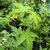 Acer palmatum Bihoo (1)