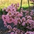Lagerstroemia indica Eveline (1)