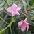 Nerium oleander Loulou (1)