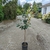 Photinia x fraseri Red Light