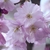 Prunus subhirtella Autumnalis Rosea (1)