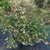 Abelia x grandiflora