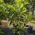 Eriobotrya japonica touffe