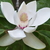 Magnolia wieseneri Charm & Fragrance (2)