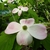 Cornus Stellar Pink (3)