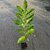 Castanea sativa Marsol
