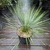 Yucca rostrata