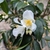 Camellia transnokoensis