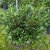 Prunus laurocerasus Sophia