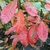 Quercus imbricaria