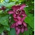 Calycanthus Aphrodite (2)