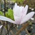Magnolia soulangiana (2)